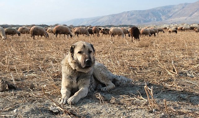 Kurtlarla mücadelede sürünün en büyük güvencesi çoban köpekleri
