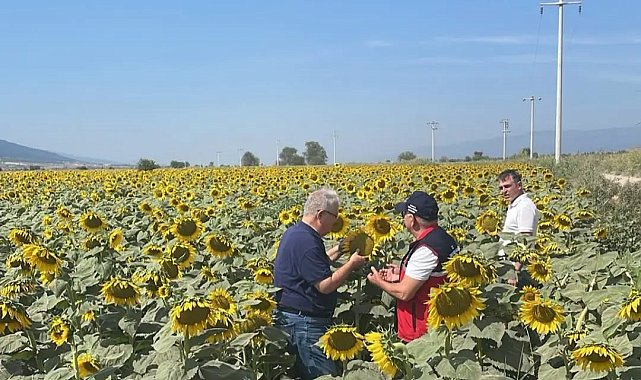 Kuyucak'ta ayçiçeği tarlaları denetlendi