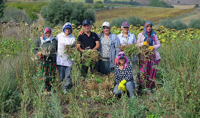 Ladik fasulyesinde hasat zamanı