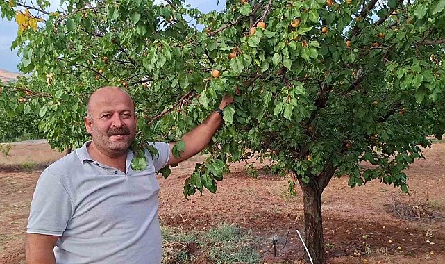 Malatya'da hasattan aylar sonra dalında kayısı bulunan ağaçlar şaşırtıyor