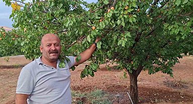 Malatya'da hasattan aylar sonra dalında kayısı bulunan ağaçlar şaşırtıyor