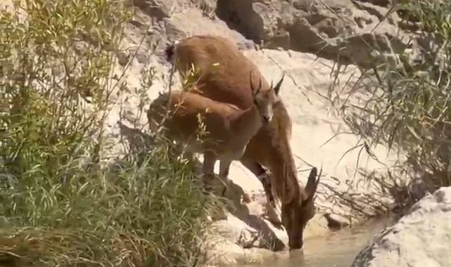 Malatya'daki Tohma Çayı'nda yaban keçileri görüntülendi