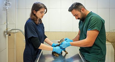 Maltepe'de sahipsiz kedi kısırlaştırmada online randevu