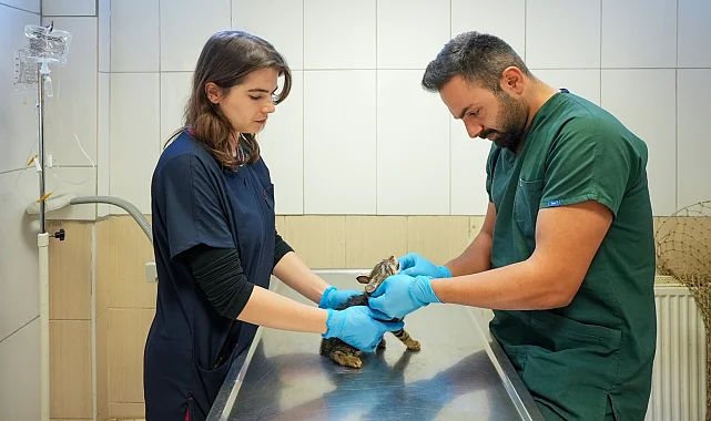 Maltepe'de sahipsiz kedi kısırlaştırmada online randevu
