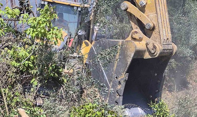 Manavgat'ta zeytinlik yangında 100 ağaç zarar gördü