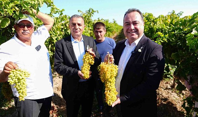 Manisa'da bağbozumu heyecanı başladı
