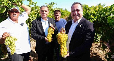 Manisa'da bağbozumu heyecanı başladı