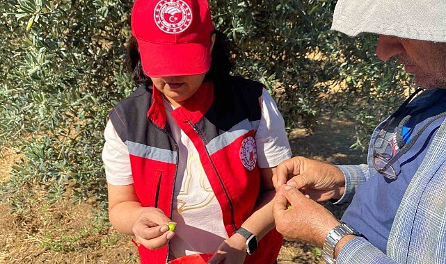 Manisa'da zeytin sineği uyarısı