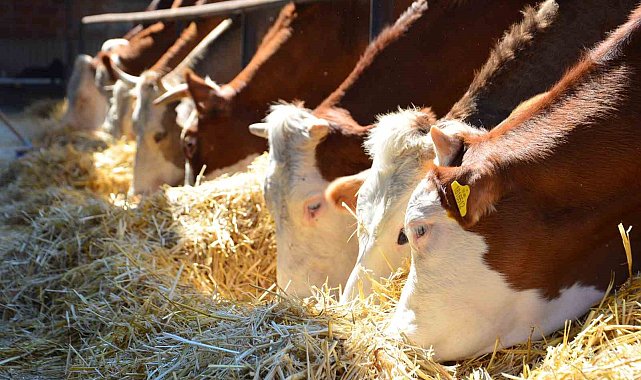 Memuriyeti bıraktı, hayvancılığa başlayarak çocukluk hayalini gerçekleştirdi