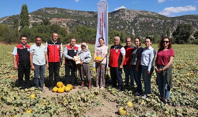 Menteşe Karabağlar yaylasında asırlık lezzetin hasat zamanı