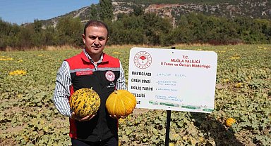 Menteşe'de yayla kavunu ve ata sebzelerinin hasadı yapıldı