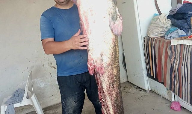 Meriç Nehri'nde 2 metre 45 santimetrelik dev yayın balığı