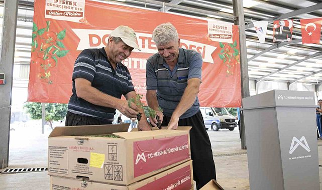 Mersin'de 200 üreticiye yüzde 70 hibeli domates fidesi desteği