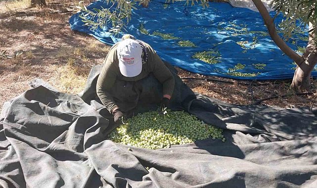 Mersin'de zeytin hasadı başladı: Bahçede 10 ile 60 TL arasında