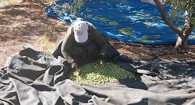 Mersin'de zeytin hasadı başladı: Bahçede 10 ile 60 TL arasında