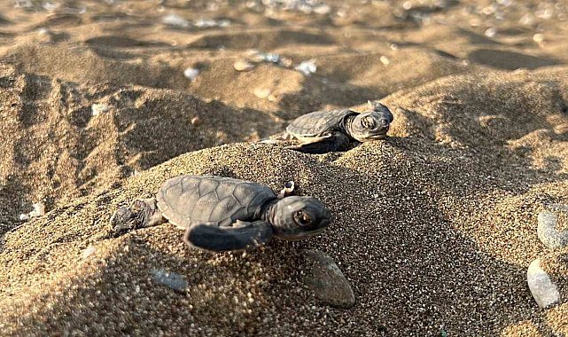 Mersin'den 100 bin yavru 'caretta caretta' Akdeniz'le buluştu