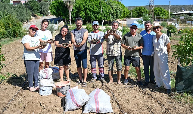 Mersin'de enginar üretimini yaygınlaştırıyor