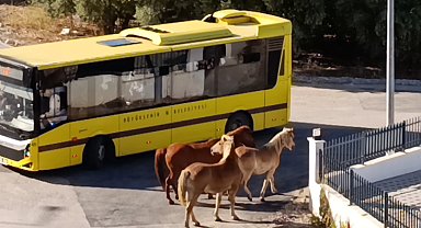 Mudanya'da başıboş atlar tehlike oluşturdu