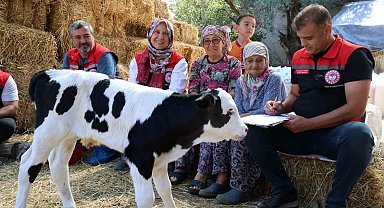 Muğla'da yeni doğan buzağı seferberliği