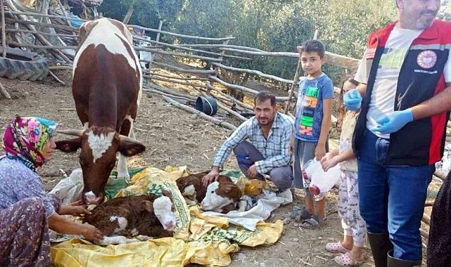 Muğla'da yeni doğan buzağılar için seferberlik