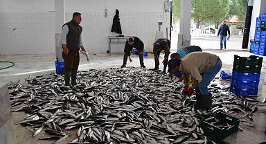 Muğla'nın ihracatında su ürünleri, zeytin ve madencilik öne çıkıyor