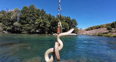 Munzur Nehri'nde oltaya balık yerine su yılanı takıldı