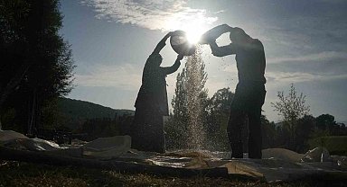 Muş'ta geleneksel yöntemle mısır hasadı