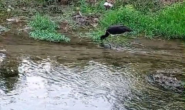 Nadir görülen kara leylek, beslenirken görüntülendi