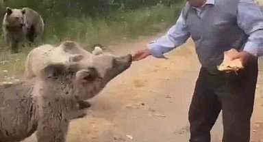 Nemrut'ta tehlikeli anlar: Boz ayıları elle besledi