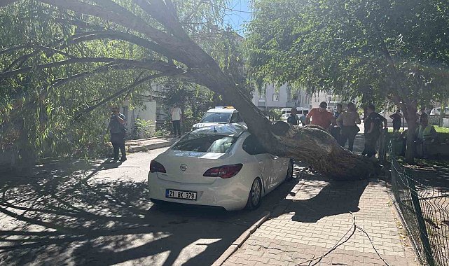 Niğde'de park halindeki otomobilin üzerine ağaç devrildi