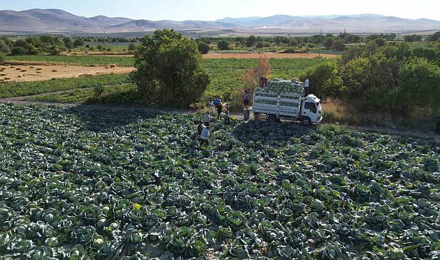 Niğde'de üreticilerin beyaz lahana hasat mesaisi başladı