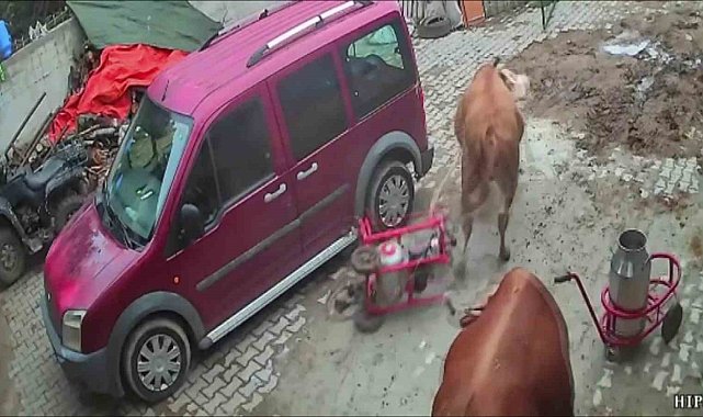Öfkeli boğa süt sağım makinesini sürükledi, o anlar kameraya yansıdı