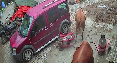 Öfkeli boğa süt sağım makinesini sürükledi, o anlar kameraya yansıdı