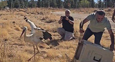 Ölen eşinin başında 5 gün boyunca bekleyen leylek tedavisinin ardından doğaya salındı