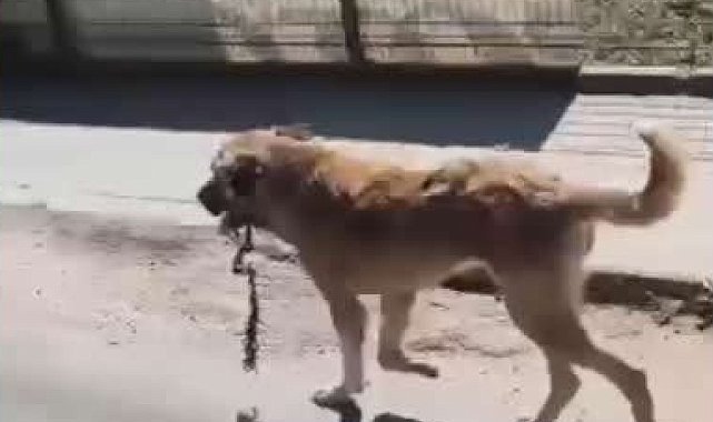 Ordu'da ağzına çengel takılan köpek kurtarıldı