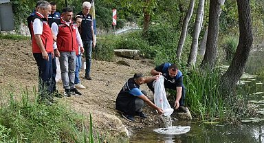 Ordu'daki göl ve göletlere 80 bin yavru sazan bırakıldı