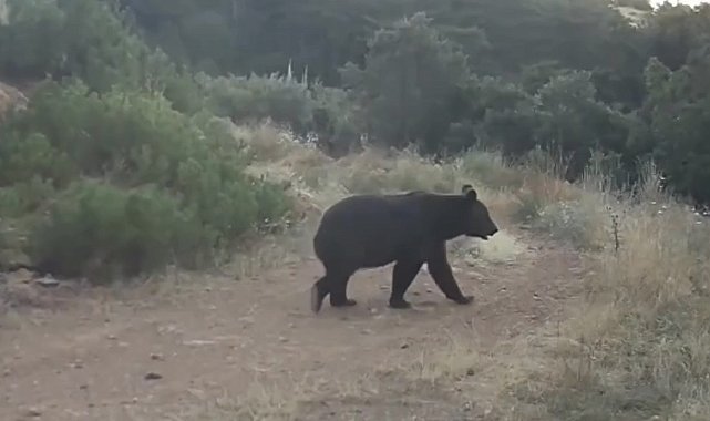 Ormanda yiyecek arayan ayı kamerada