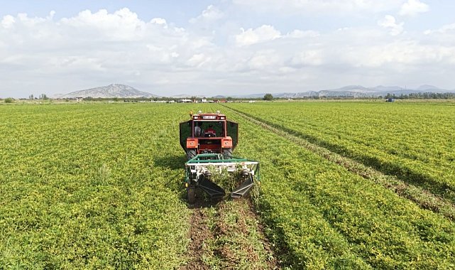 Osmaniye'de yer fıstığı hasadı başladı: 50 bin ton rekolte bekleniyor