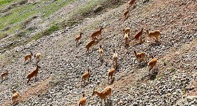 Palu Kalesi'nin eteklerinde dağ keçileri dronla görüntülendi