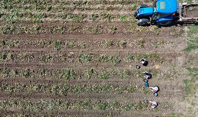 Patates diyarı Bolu'da zorlu hasat mesaisi başladı