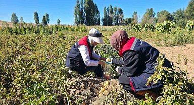 Patates tarlalarında pestisit denetimi yapıldı