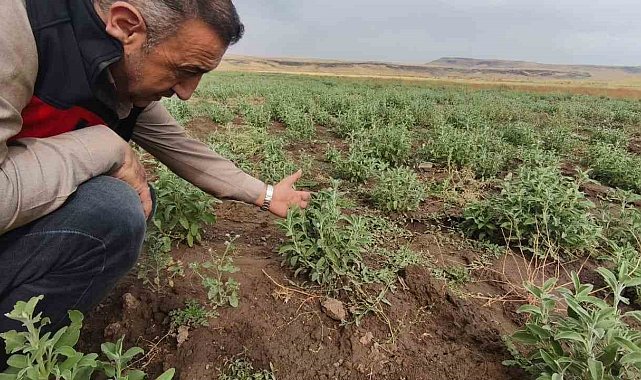 Patnos'ta Ada Çayı heyecanı: İlk hasat için geri sayım başladı