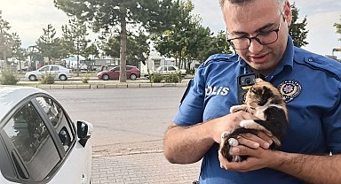 Polis bu kez bir yavru kedi için seferber oldu