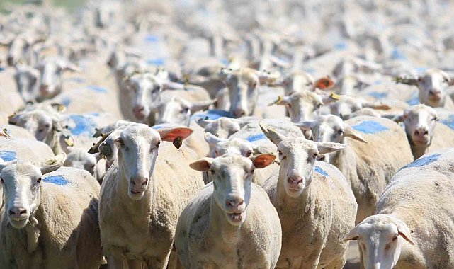 "Kırsalda Bereket" projesinde 18 bin 393 gebe düve, 9 bin 800 küçükbaş dağıtıldı