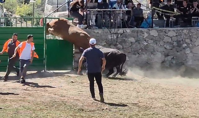 Rakibinden kaçan 600 kiloluk boğa olimpiyat sporcularına taş çıkardı