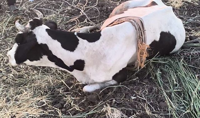 Reyhanlı'da bataklığa düşen büyükbaş hayvan kurtarıldı
