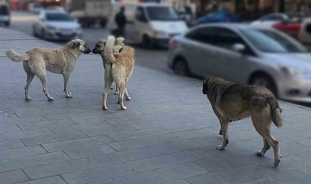 Sahipsiz hayvanlara yönelik denetim yapılacak