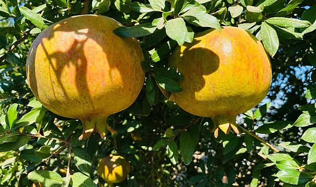 Salihli'de Akdeniz Meyve Sineği uyarısı