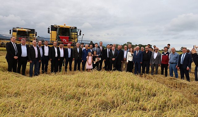 Samsun'da çeltik hasadı başladı: Aylar süren emek tarlada ürüne dönüştü