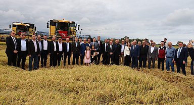Samsun'da çeltik hasadı başladı: Aylar süren emek tarlada ürüne dönüştü